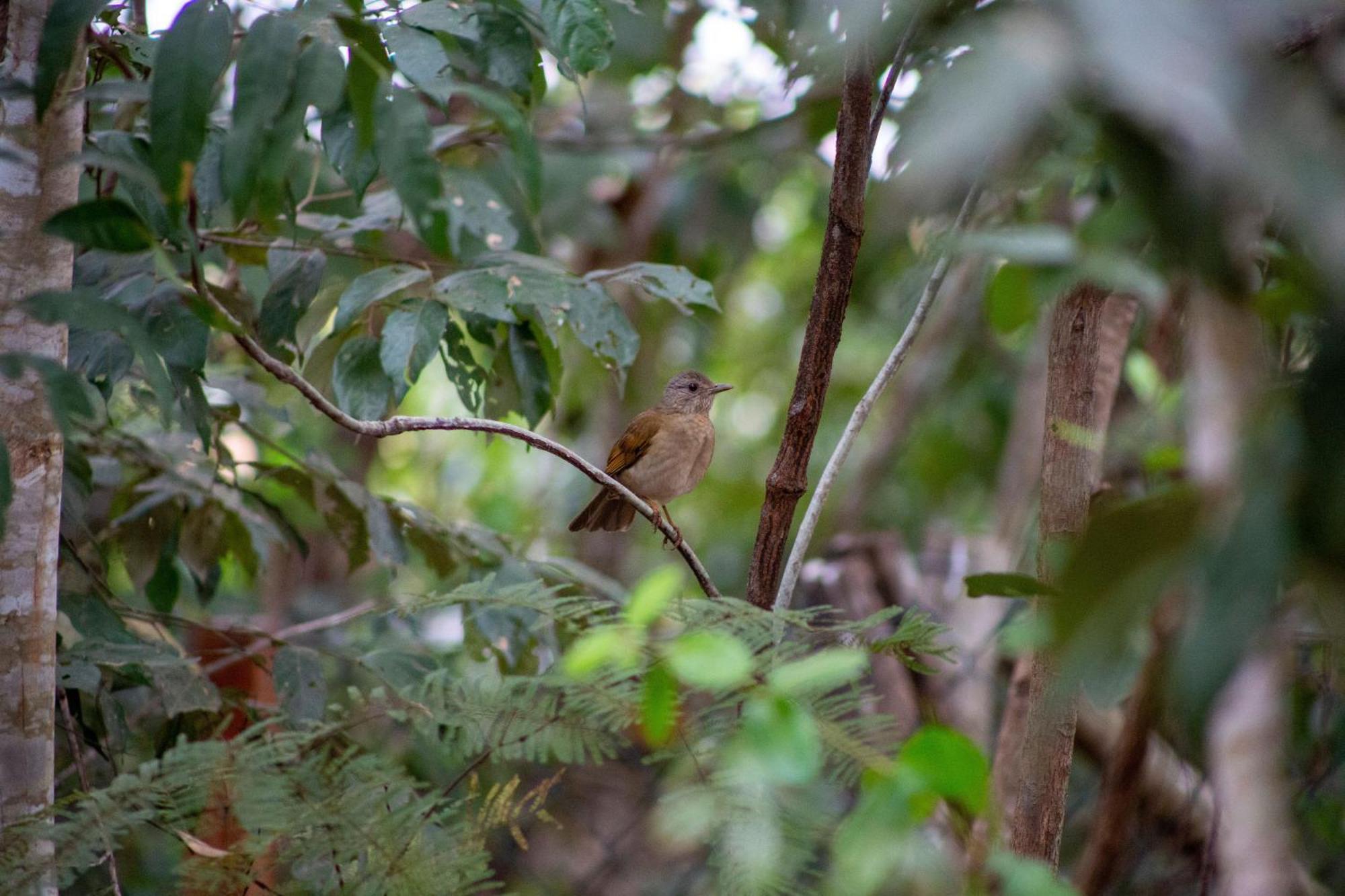 Floresta Encantada Telescopio,Fogueira, Riacho Chapada dos Guimarães Eksteriør billede